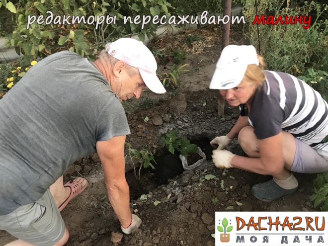 Редакторы сайта пересаживают малину в отдельную лунку