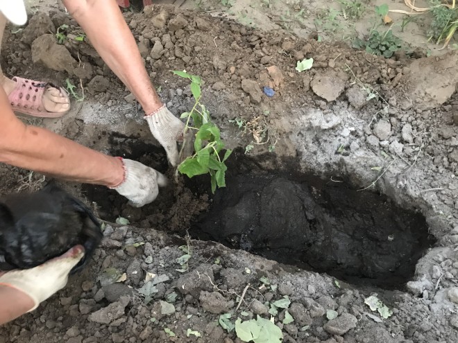 Посадка кустика малины в лунку обильно политую водой в осенний период