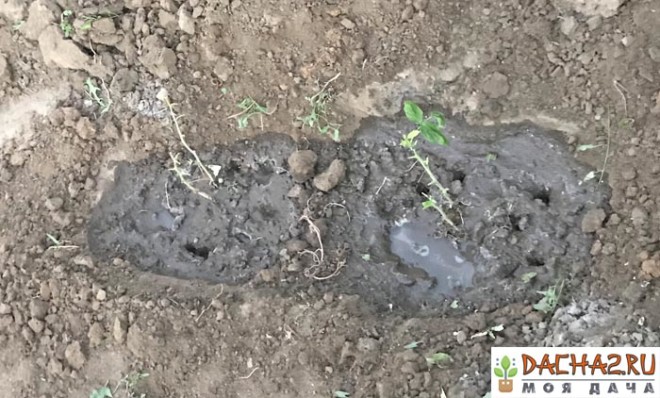 Обильно политые кусты малины на дачном участке