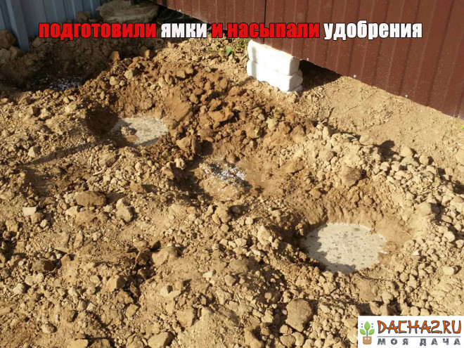 4 ямки для осенней посадки малины с удобрениями.