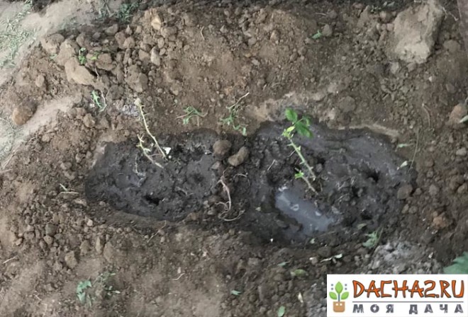 Пересаженная малина вблизи в осенний период обильно политая водой