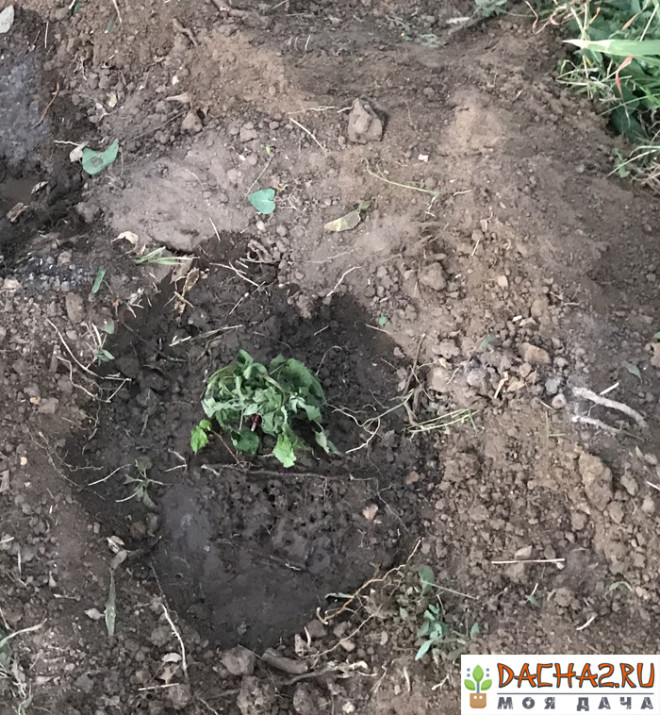 Ямочный способ пересадки малины с обильным поливом в осенний период сентябрь южный регион