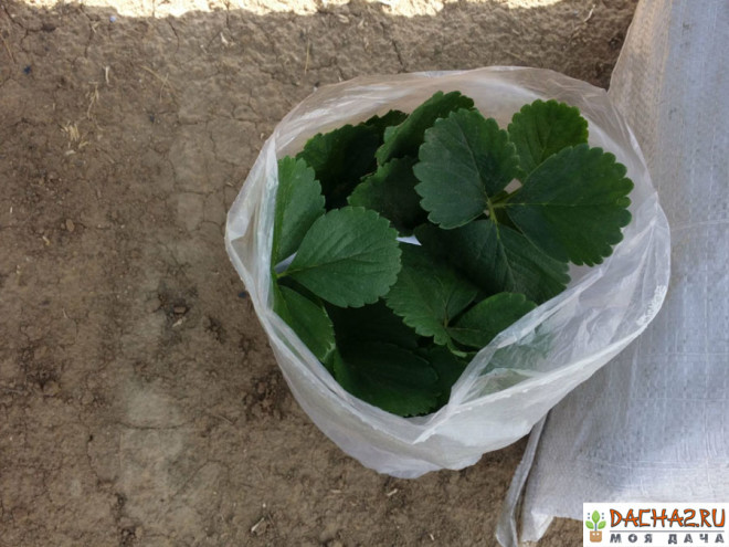 Мешочек с клубникой маленький пакетик вблизи