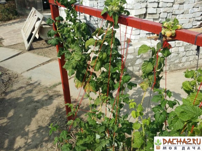 Кустики малины сорта Жёлтый гигант на шпалере