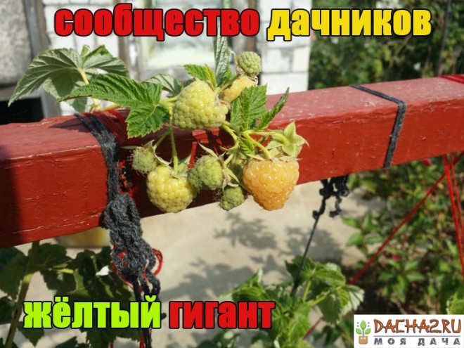 Созревающие и зелёные плоды малины сорта Жёлтый гигант вблизи на шпалере