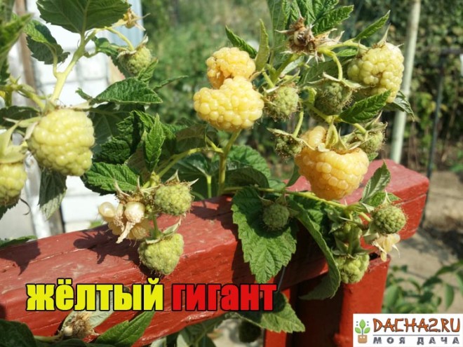 Созревающие и зелёные плоды малины сорта Жёлтый гигант вблизи