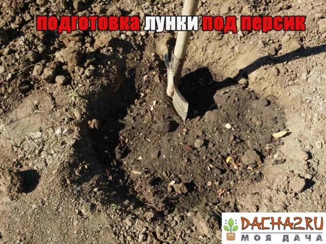 Лунка для пересадки персика на новое место в осенний период