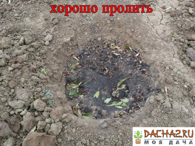 Хорошо пролитая яма под посадку саженца персика