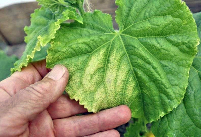 Большой лист у огурца побледнел с одного краю до центра
