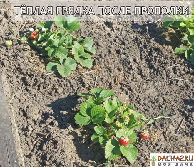 Тёплая грядка клубники с плодами после прополки