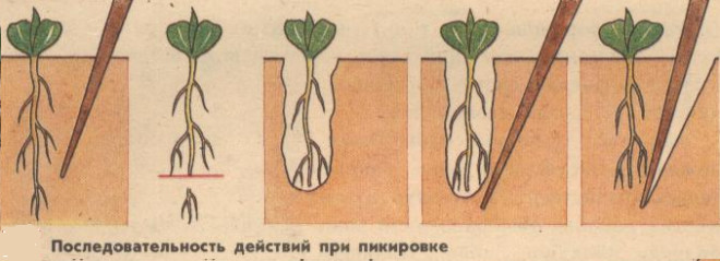 Схема пикирования растений с прищипыванием корня