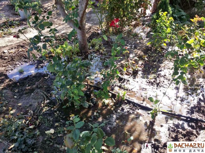 Полив вишни с цветами на нашем садовом участке