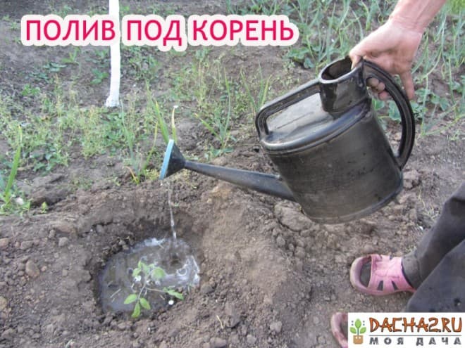 Внесение подкормок под саженец помидора под корень из лейки