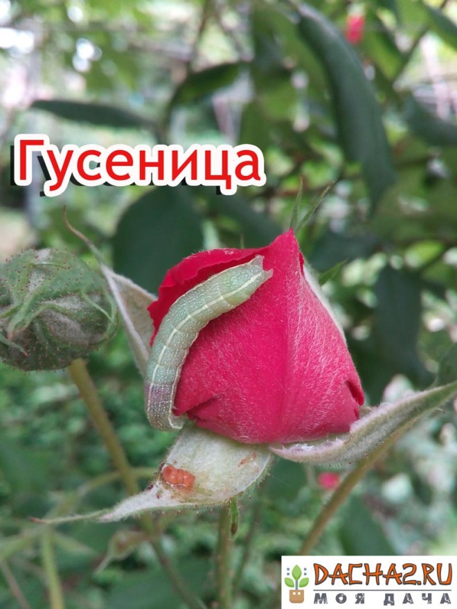 Гусеница на цветке розы