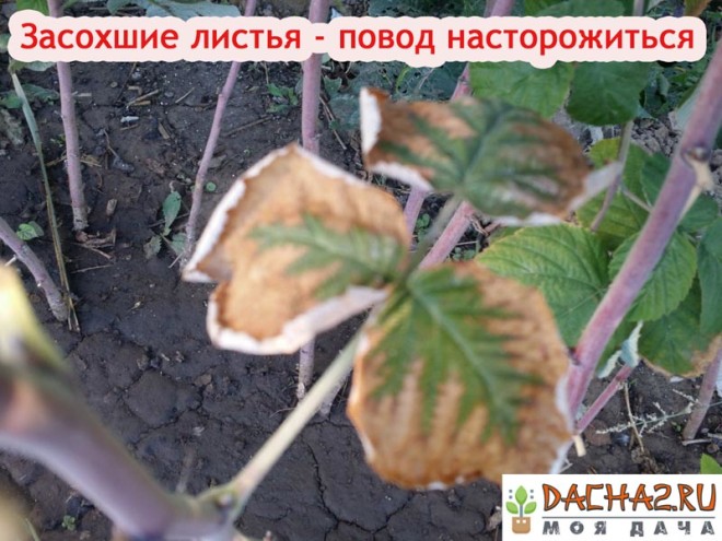Засыхающие листья на малине