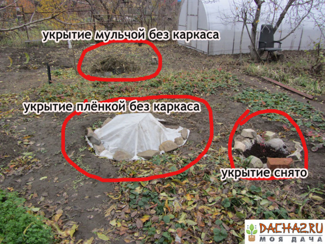 Варианты укрытия на зиму с каркасом, без каркаса и мульчой