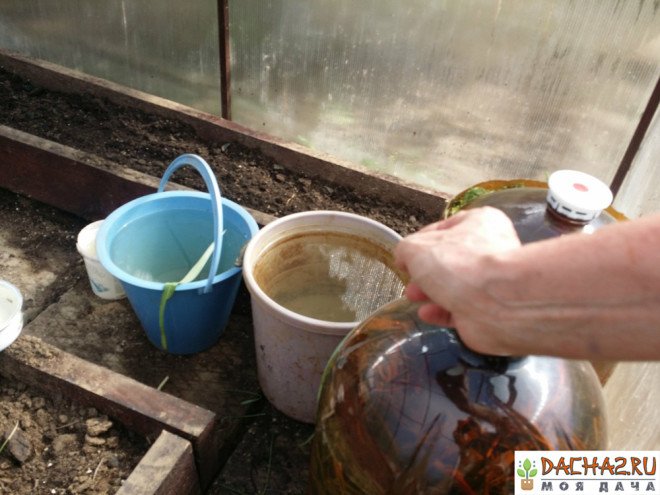 Отстоявшаяся тёплая вода в теплице в вёдрах и кегах