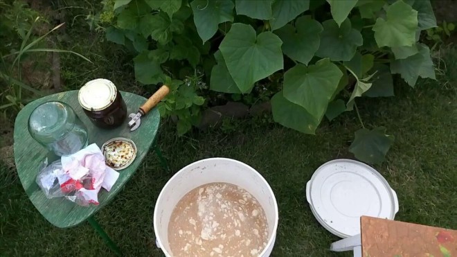 Приготовление подкормки из живых дрожжей для огурцов