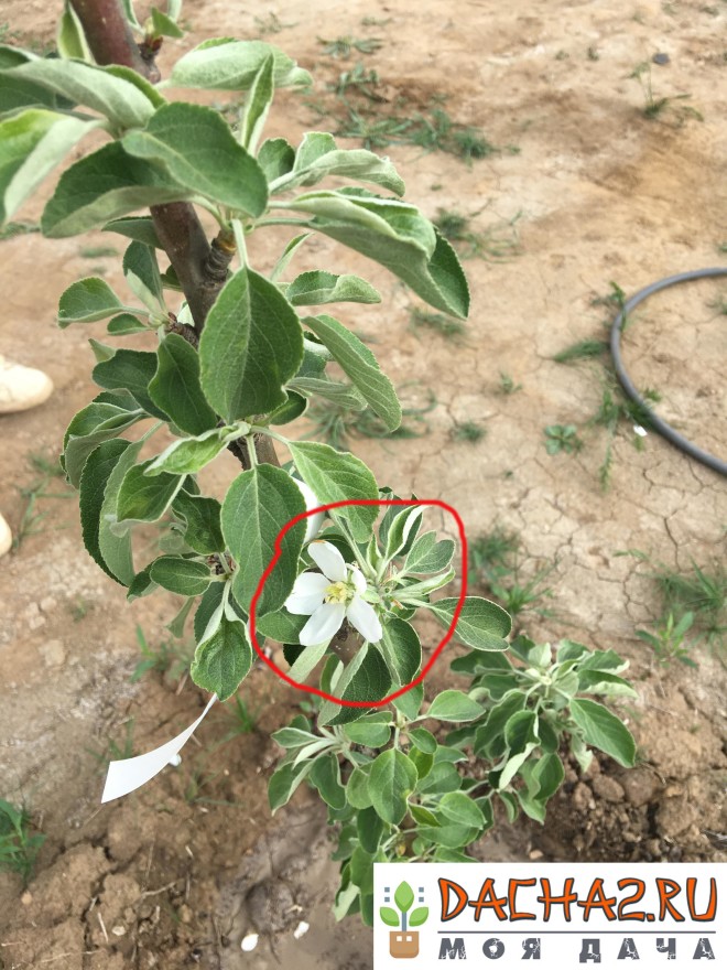 Саженец яблони после обрыва почти всех цветков в первый год цветения