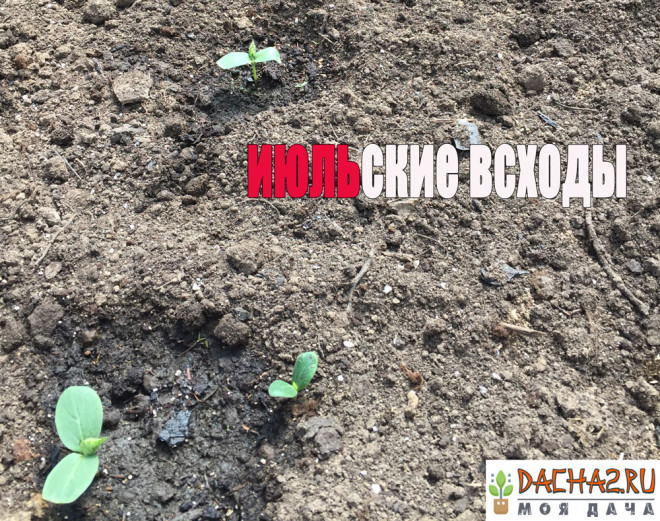 Всходы огурцов посаженных в открытый грунт в июле семенами