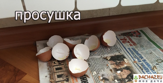 Просушивание яичной скорлупы под тёплой батареей