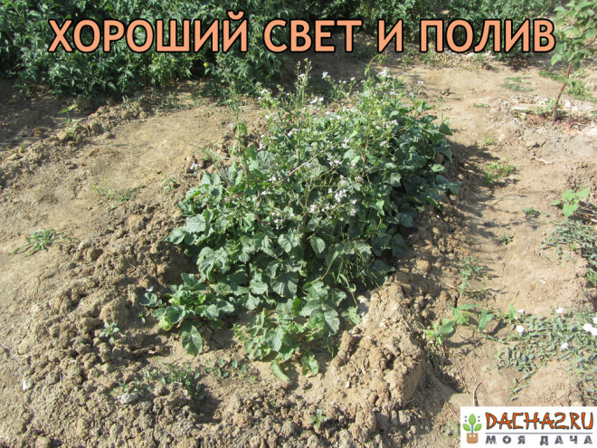 Редиска на грядке не пошла расти в корень очень много ботвы