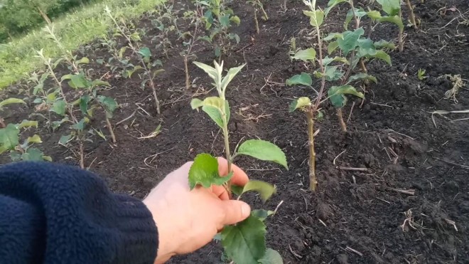 Однолетние яблони штамбовый способ рассадки