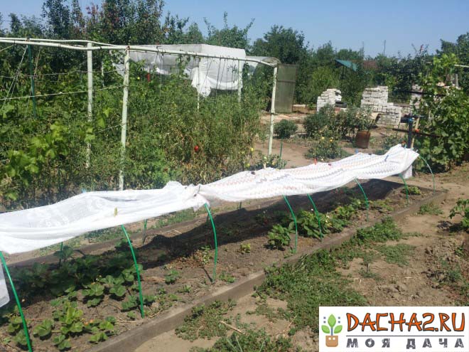 Укрытие клубники от солнца с помощью шторы, садовых дуг и прищепок