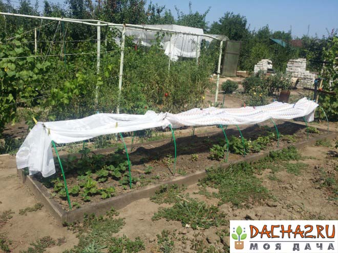 Укрытие клубники от солнца с помощью шторы, садовых дуг и прищепок