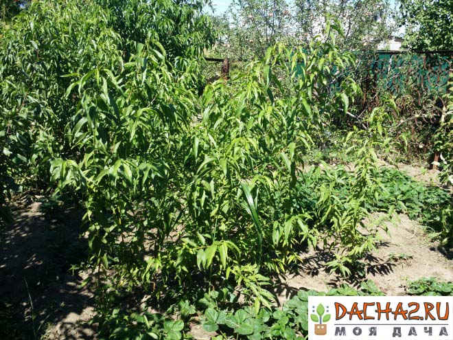 Саженцы персика посаженные в ряд из косточек (дичка)