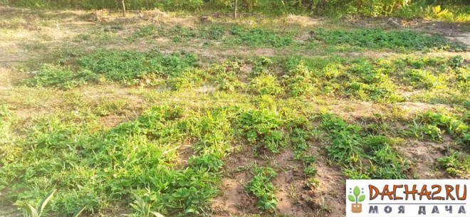 Половина грядки с клубникой прополота, другая нет