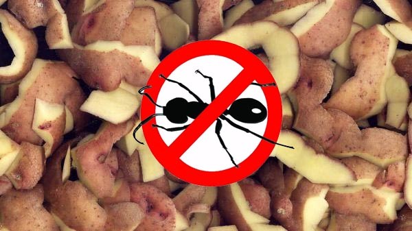 Картофельные очистки и перечёркнутый в кружке муравей